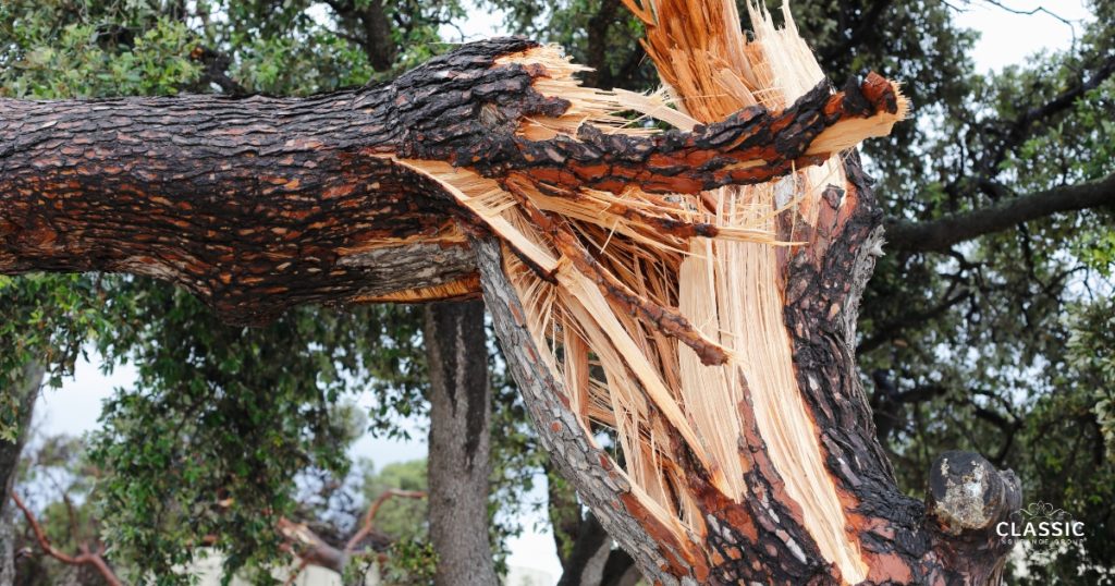 Display of broken tree after Pensacola Summer storm. 